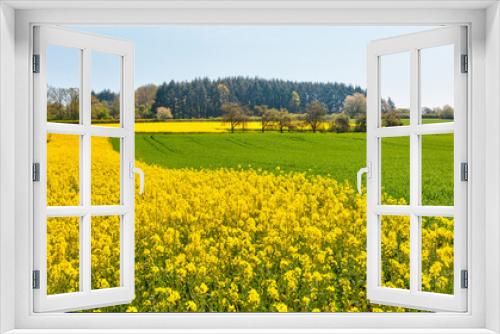 Fototapeta Naklejka Na Ścianę Okno 3D - Yellow mustard field landscape industry of agriculture on the background colorful autumn forest