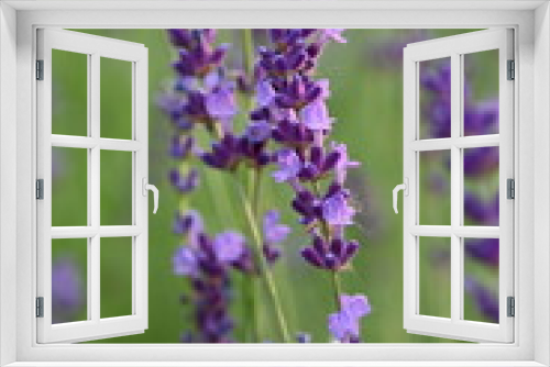 Fototapeta Naklejka Na Ścianę Okno 3D - Lavender flowers close up, purple lavender field close up, 
abstract soft floral background. Soft focus. The concept of flowering, spring, summer, holiday. Great image for cards, banners.