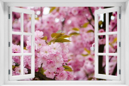 Fototapeta Naklejka Na Ścianę Okno 3D - Sakura is the name given to trees of the pink family, the subfamily of plum trees (the species is small-serrated cherry)