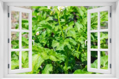 Fototapeta Naklejka Na Ścianę Okno 3D - garden bed with growing green flowering tops of potatoes on a summer sunny day. Growing vegetables in the garden
