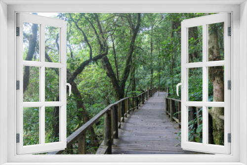 Fototapeta Naklejka Na Ścianę Okno 3D - Pathway of a journey jungle in Doi inthanon national park Chiang mai Thailand