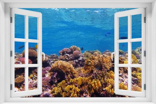 Fototapeta Naklejka Na Ścianę Okno 3D - Rich healthy colorful coral reef in the shallow tropical ocean. Snorkeling with the marine life over the reef. Underwater photography, wildlife in the ocean, corals and fish. Undersea travel picture.