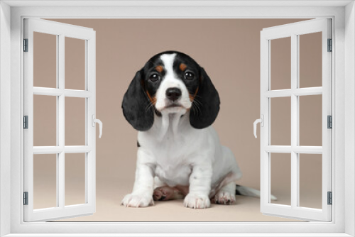 Fototapeta Naklejka Na Ścianę Okno 3D - Cute little dachshund puppy on a beige background