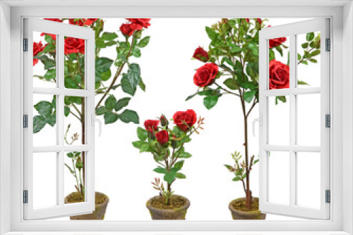 Fototapeta Naklejka Na Ścianę Okno 3D - Rose plants in pots with transparent background