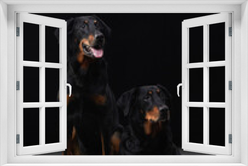 Fototapeta Naklejka Na Ścianę Okno 3D - two black dogs on a black background. A couple of beauceron, a family. Pet in the studio