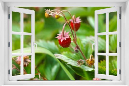 Fototapeta Naklejka Na Ścianę Okno 3D - A close-up shot of small red strawberries on the bush
