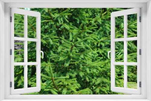 Fototapeta Naklejka Na Ścianę Okno 3D - A close-up shot of a beautiful evergreen tree in nature