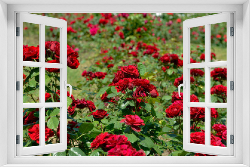 Fototapeta Naklejka Na Ścianę Okno 3D - Red roses in summer garden. Rosarium.