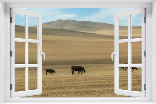 Fototapeta Naklejka Na Ścianę Okno 3D - Wildlife on Highway road in Central Mongolia