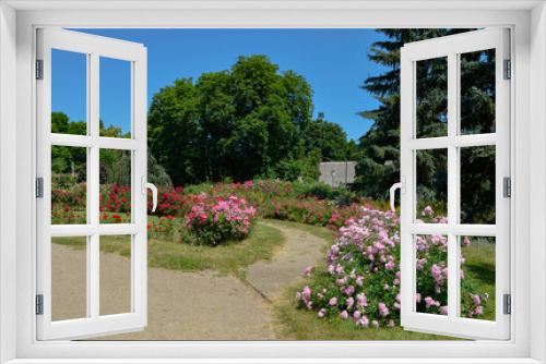 Fototapeta Naklejka Na Ścianę Okno 3D - Rosarium. Roses in the garden in summer.