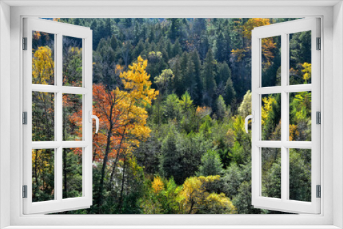 Fototapeta Naklejka Na Ścianę Okno 3D - Autumn colours in a forest in Ontario, Canada