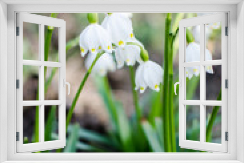 Fototapeta Naklejka Na Ścianę Okno 3D - Little first spring flowers of snowdrops bloom outdoors in the spring
