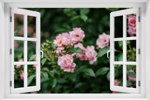Fototapeta Naklejka Na Ścianę Okno 3D - Flowering Rose Shrub