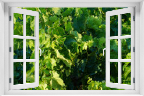 Fototapeta Naklejka Na Ścianę Okno 3D - Young vine with shoots and young green leaves on the vine in the vineyard
