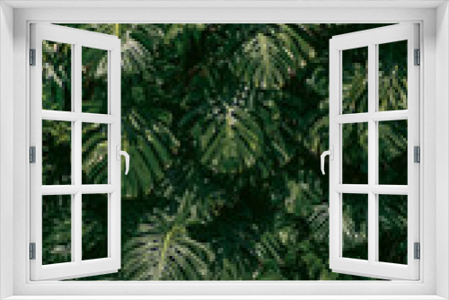 Fototapeta Naklejka Na Ścianę Okno 3D - Monstera plant in tropical forest, botanical garden