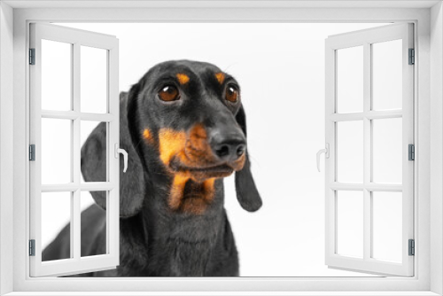 Fototapeta Naklejka Na Ścianę Okno 3D - A cute close-up of a black dachshund dog against a white background. Adorable pup gaze upward with a delightful expression, making it a perfect image for advertising campaigns or promotional materials