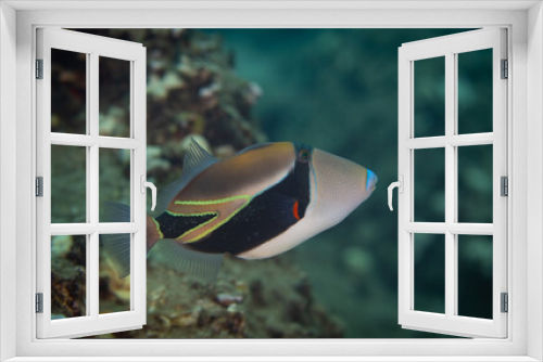 Fototapeta Naklejka Na Ścianę Okno 3D - Trigger fish on coral reef