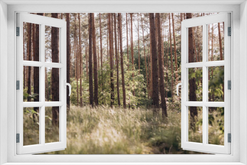 Fototapeta Naklejka Na Ścianę Okno 3D - Summer pine forest with grass