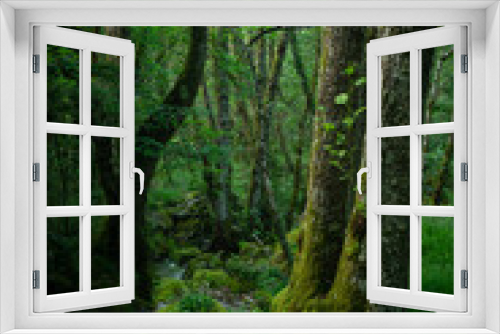 Fototapeta Naklejka Na Ścianę Okno 3D - Entrambosrios forest in the Ribeira Sacra area in Ourense, Galicia, Spain.