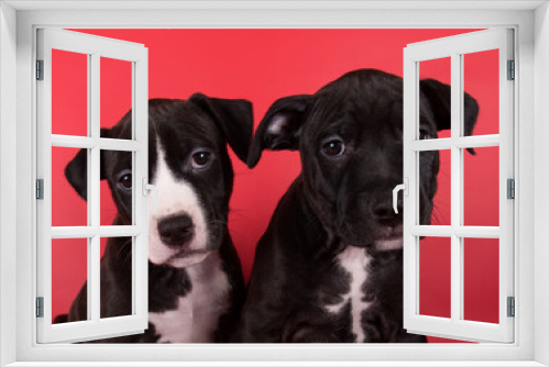 Fototapeta Naklejka Na Ścianę Okno 3D - Black American Staffordshire Bull Terrier dogs or AmStaff puppies on red background