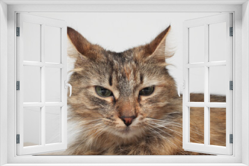 Fototapeta Naklejka Na Ścianę Okno 3D - A beautiful brown cat is lying, long fur on a white background. Green eyes. Fluffy