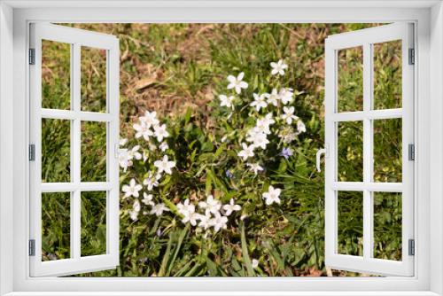 Fototapeta Naklejka Na Ścianę Okno 3D - This beautiful bunch of white flowers was growing in the wildflower field when I took this picture. They are known as Virginia springbeauty. I love their little white petals with the pink stripes.