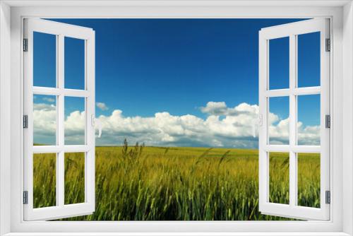 Fototapeta Naklejka Na Ścianę Okno 3D - Krajobraz letni, pola zboża, niebieskie niebo i chmury.