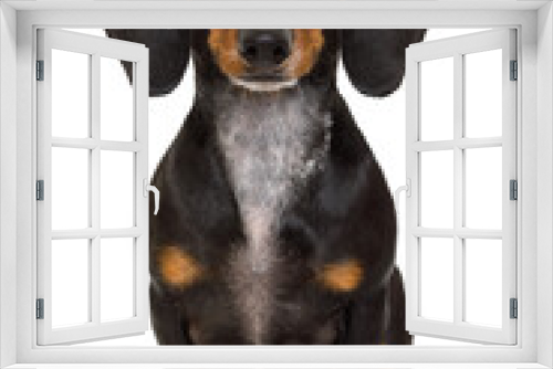 Fototapeta Naklejka Na Ścianę Okno 3D - sitting and obedient dachshund or sausage dog looking to owner , isolated on white background