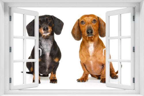 Fototapeta Naklejka Na Ścianę Okno 3D - sitting and obedient couple of two dachshund or sausage dogs looking to owner , isolated on white background