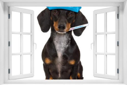 Fototapeta Naklejka Na Ścianę Okno 3D - sick and ill dachshund sausage dog  isolated on white background with ice pack or bag on the head, with thermometer
