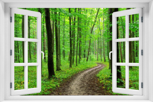 Fototapeta Naklejka Na Ścianę Okno 3D - forest trees