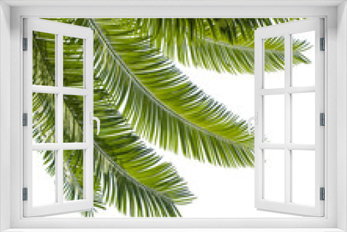 Fototapeta Naklejka Na Ścianę Okno 3D - Isolated palm leaf on white background