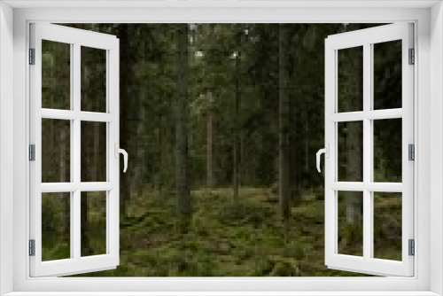 Fototapeta Naklejka Na Ścianę Okno 3D - Beautiful view into a moody dark forest in Germany