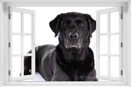 Fototapeta Naklejka Na Ścianę Okno 3D - Black labrador retriever dog on a white background