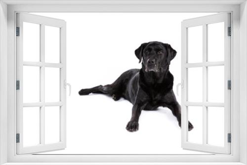 Fototapeta Naklejka Na Ścianę Okno 3D - Black labrador retriever dog on a white background