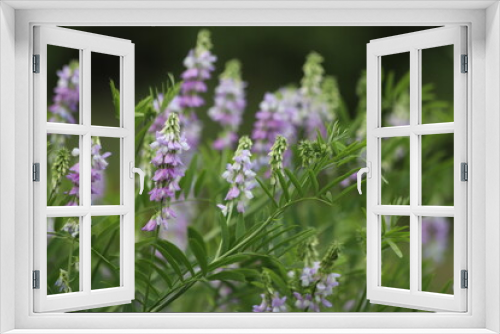 Fototapeta Naklejka Na Ścianę Okno 3D - Blossoming galega officinalis, goat rue. Medicinal herb.