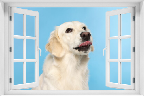 Fototapeta Naklejka Na Ścianę Okno 3D - Cute Labrador Retriever showing tongue on light blue background