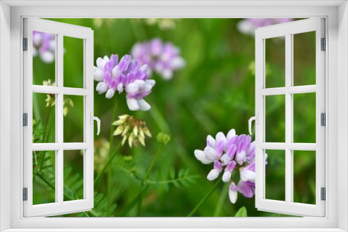 Fototapeta Naklejka Na Ścianę Okno 3D - Piękne, delikatne biało-różowe kwiaty cieciorki pstrej (Securigera varia), zwanej również topornicą