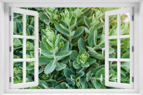 Fototapeta Naklejka Na Ścianę Okno 3D - Green leaves of Sedum spectabile, plant background