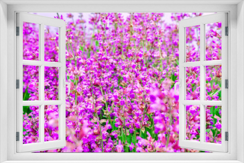 Fototapeta Naklejka Na Ścianę Okno 3D - Purple sage flowers. Floral background of medicinal plants