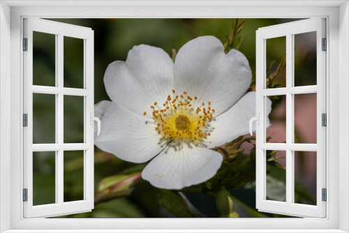 Fototapeta Naklejka Na Ścianę Okno 3D - detail of rose hip flower on blur background