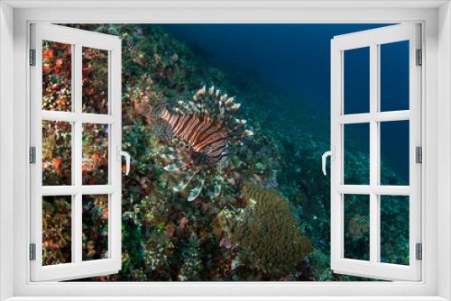 Fototapeta Naklejka Na Ścianę Okno 3D - Red lionfish during dive in Raja Ampat. Longspine lionfish is hunting on the reef. Lionfish on the bottom. Poisonous red fish with white stripes and long fins.