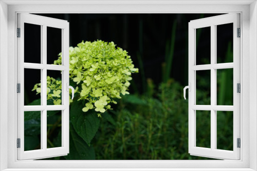 Fototapeta Naklejka Na Ścianę Okno 3D - green hydrangea