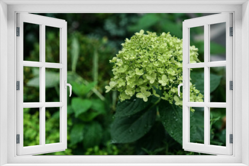 Fototapeta Naklejka Na Ścianę Okno 3D - green hydrangea