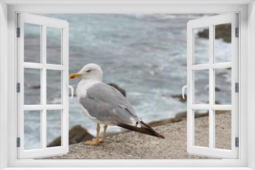 Fototapeta Naklejka Na Ścianę Okno 3D - Seagull on cliff looking at the sea