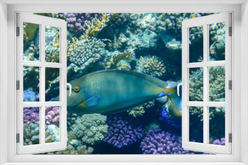 Fototapeta Naklejka Na Ścianę Okno 3D - bluespine unicornfish swimming between wonderful colorful corals in the reef