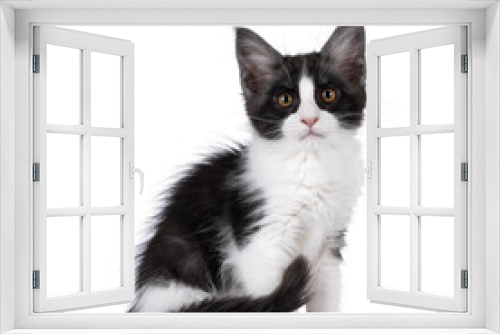 Fototapeta Naklejka Na Ścianę Okno 3D - Cute expressive black and white Maine Coon cat kitten, sitting up side ways with tail around body. Looking straight towards camera. Isolated on a white background.