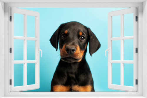 Fototapeta Naklejka Na Ścianę Okno 3D - Doberman puppy on a blue background. Puppy looks at the camera in a photo studio. Place for your text. Portrait of dog on blue background. pet studio shot