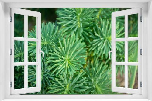 Fototapeta Naklejka Na Ścianę Okno 3D - Decorative home green plant. A beautiful coniferous bush plant. Thorny plant for decoration