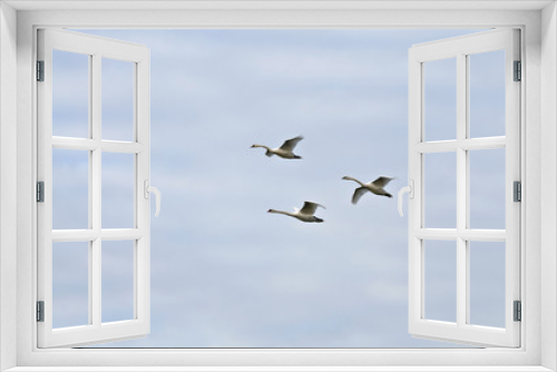 Fototapeta Naklejka Na Ścianę Okno 3D - Swans